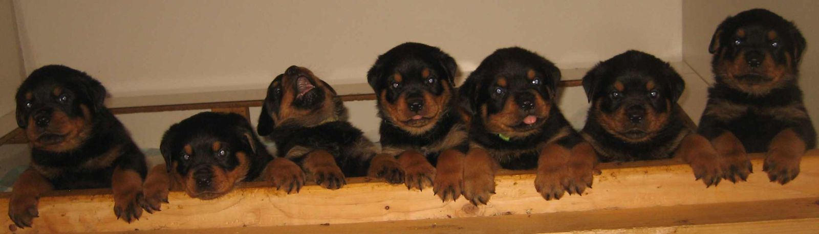 rottweiler puppies for sale in metro detroit area
