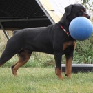 Cisco with a Ball