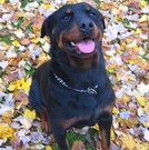 Smiling in the leaves