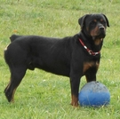 Cisco with a ball 2