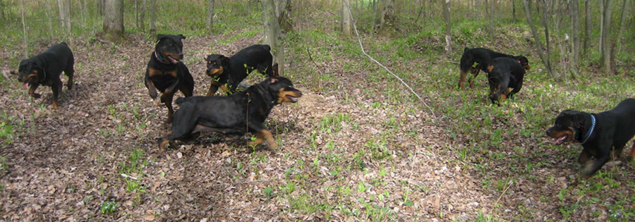 A Rottweiler Heaven - Copy