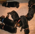 Gatlyn's 2012 Litter