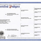 Akyra Pedigree