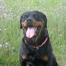 Dunja In the grass