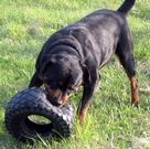 Alf with a chew toy